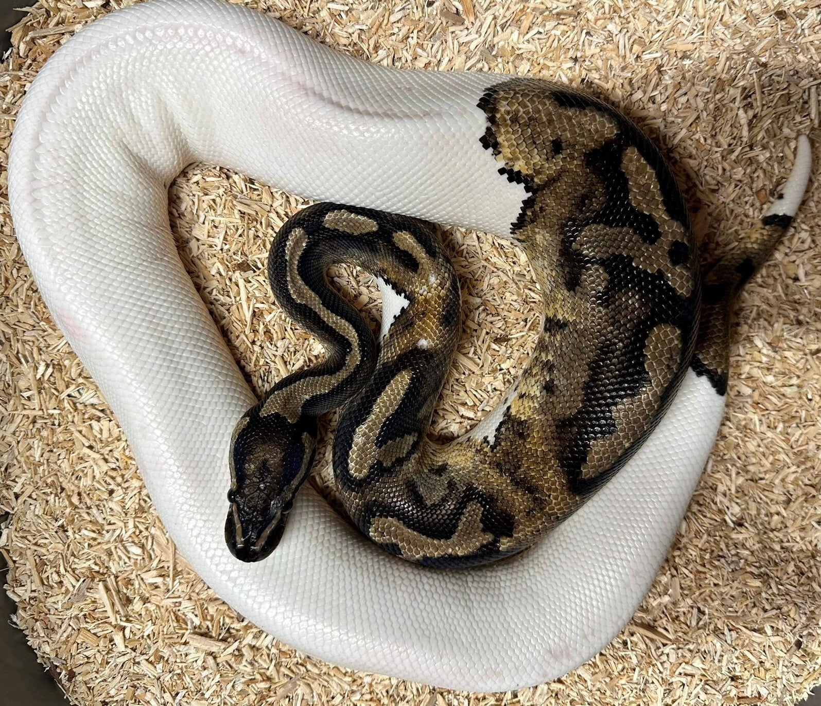 Königspython "Piebald" NZ 2022