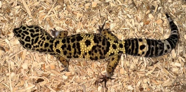 Leopardgecko "Wildfarbend" NZ 2022