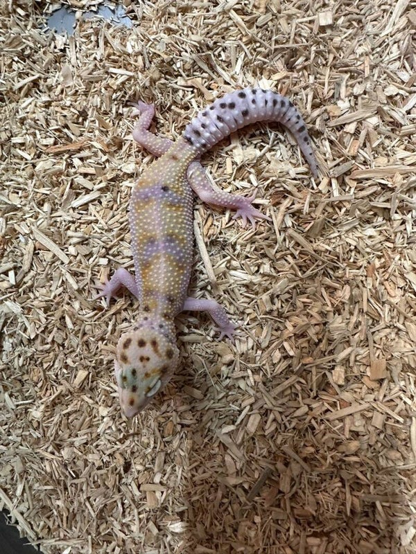 Leopardgecko "WY" NZ 2025