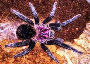 Xenesthis Intermedia Ca.2cm KL