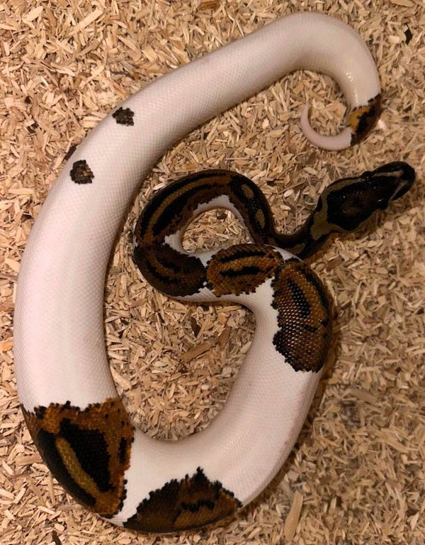 Königspython "Yellow Belly Piebald" NZ 2025