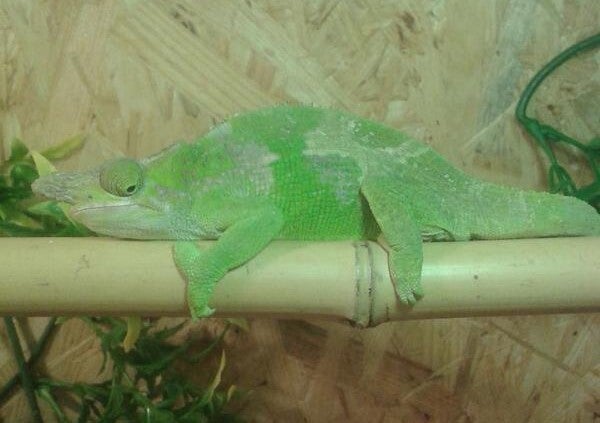 Zweihornchamäleon NZ 2024