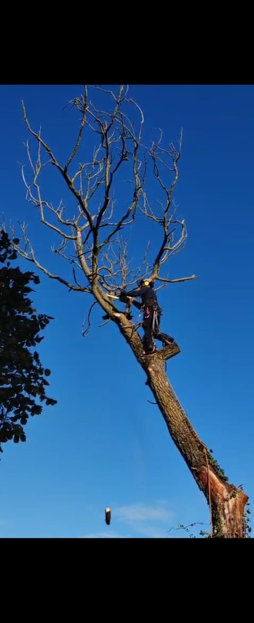 elageur paysagiste grimpeur oise securtie arbre abbatage