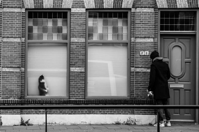 Raamkat staat rechtop bij thuiskomst baasje