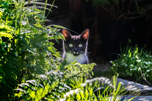 Poes in het gras