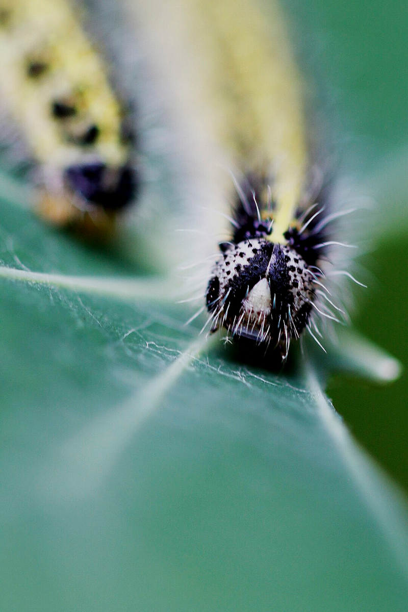 rups van een koolwitje
