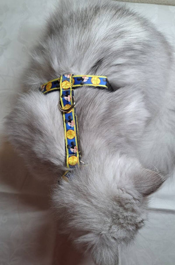 Pettorina Topolino