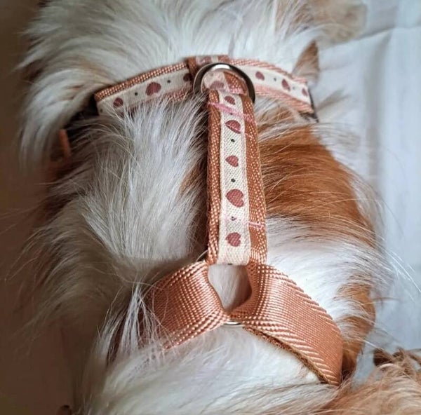 Pettorina
