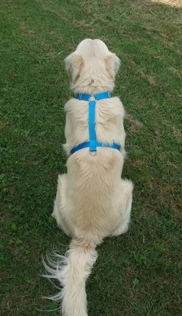 Pettorina