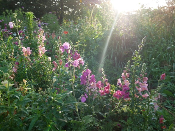 fotolocatie bloemenpluktuin West-Vlaanderen leeuwenbekjes zonlicht