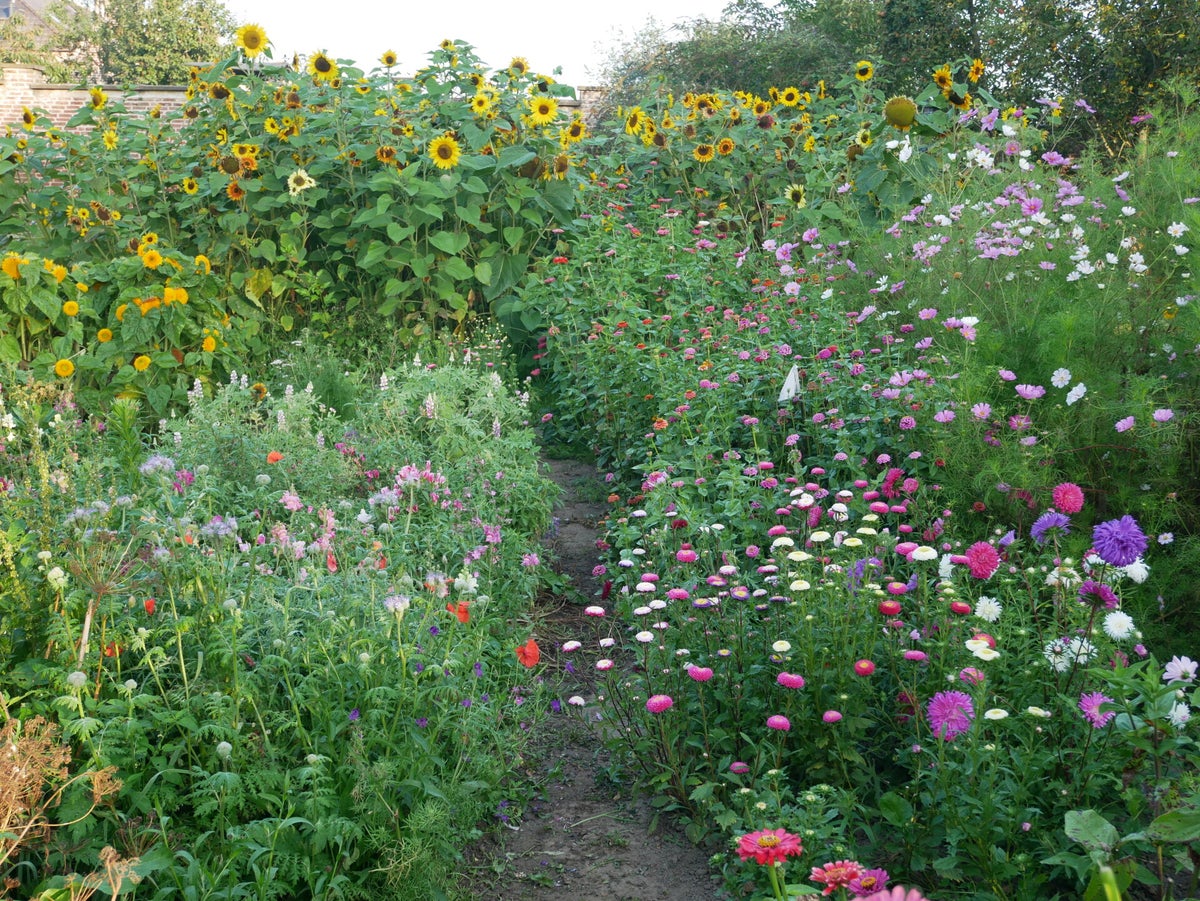 fotolocatie bloemenpluktuin