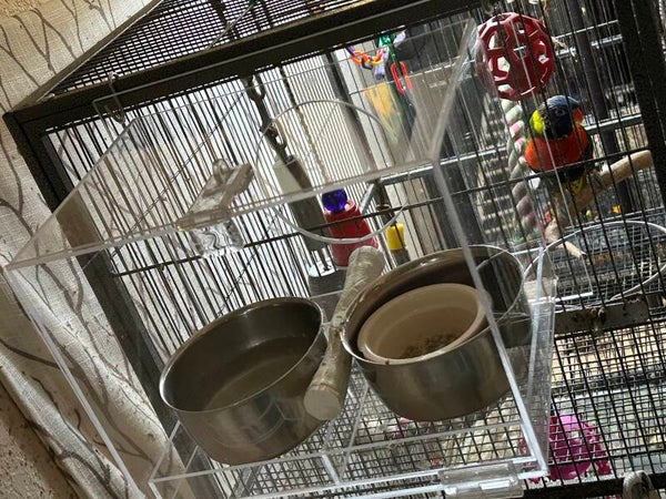 Lorikeet Feeding Station