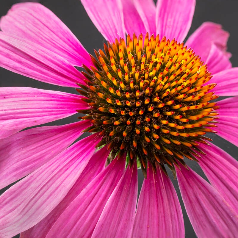 1-echinacea-seed-head-1-standard.jpg