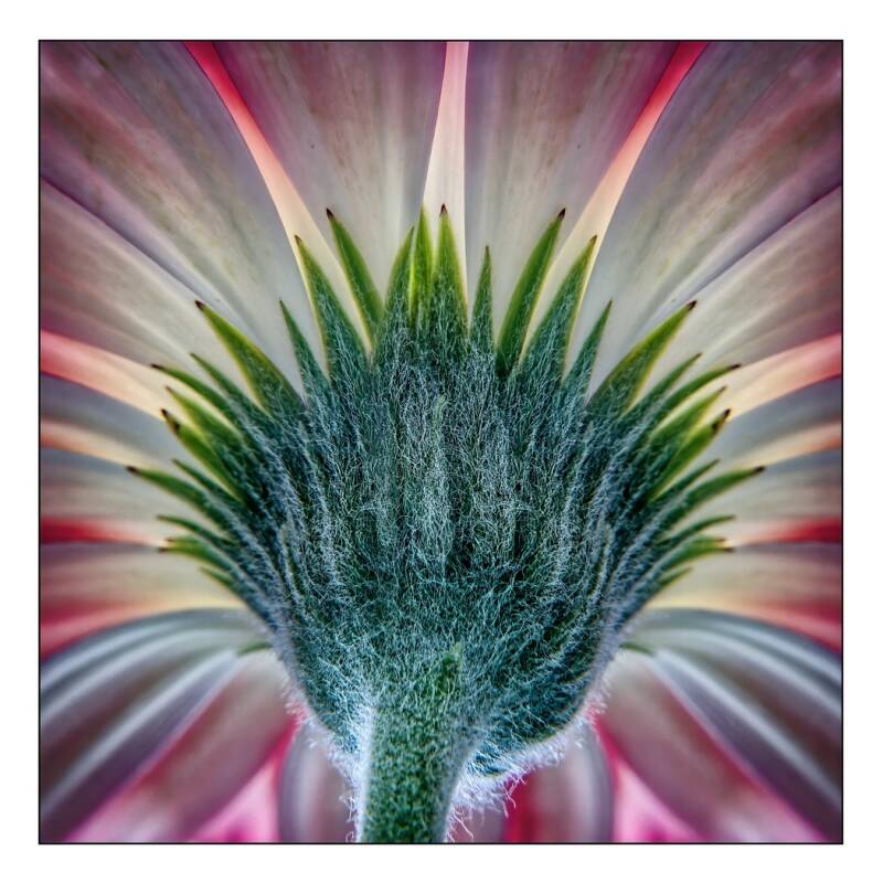 1-flower-stem-standard.jpg