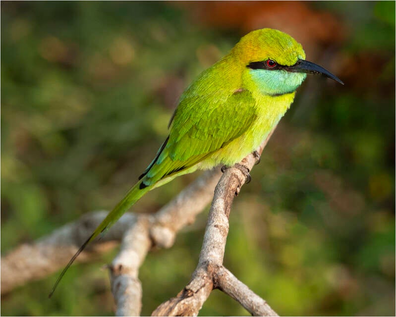 1-little-green-bee-eater-standard.jpg
