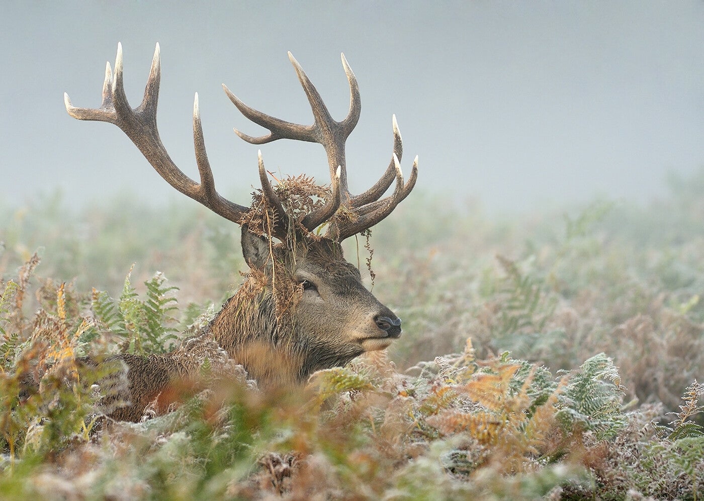 clubcomp22014stagsheadp18.jpg
