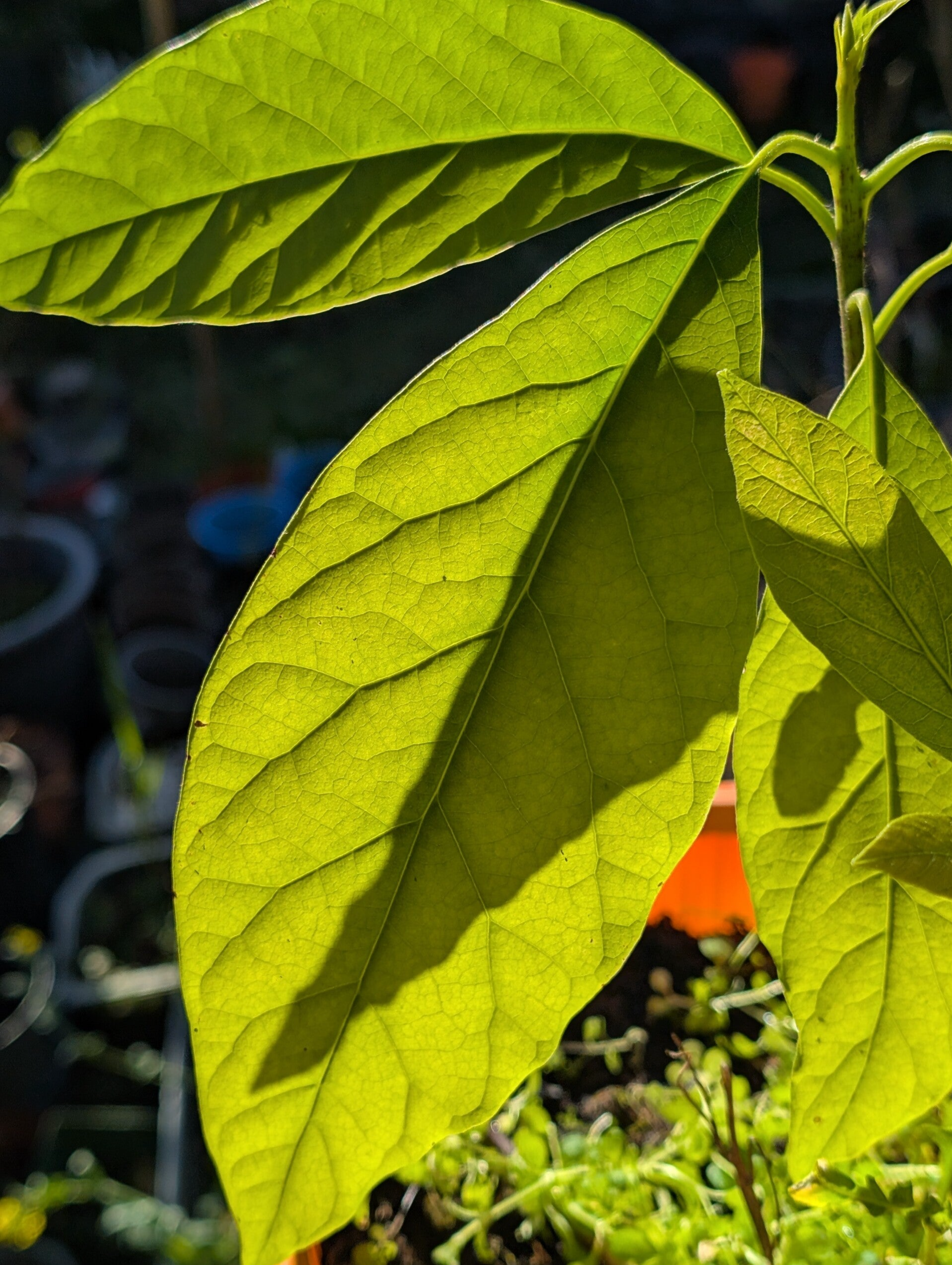 Avocado Boom 30-50 cm