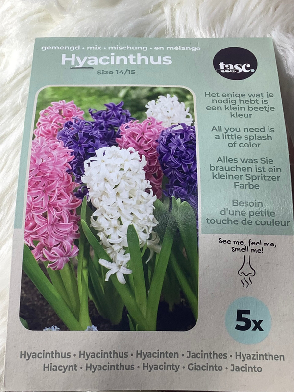 Hyacintenbollen – Voorjaarsbloemen met Intense Geur – Geschikt voor Tuin & Pot