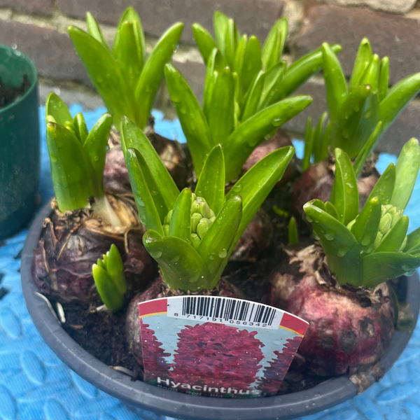 Hyacint – Geurige Voorjaarsbloeier in Alle Kleuren