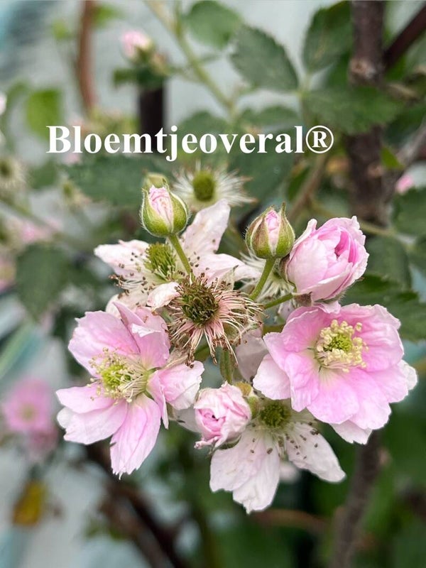 Bloemtjeoveral® Bramen struik.