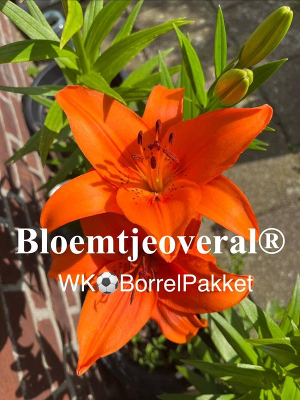 WK borrel pakket