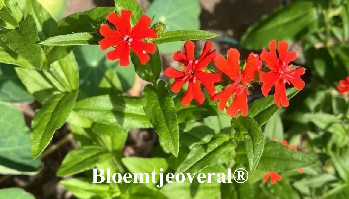Brandende Liefde (Silene Chalcedonica)25-35cm