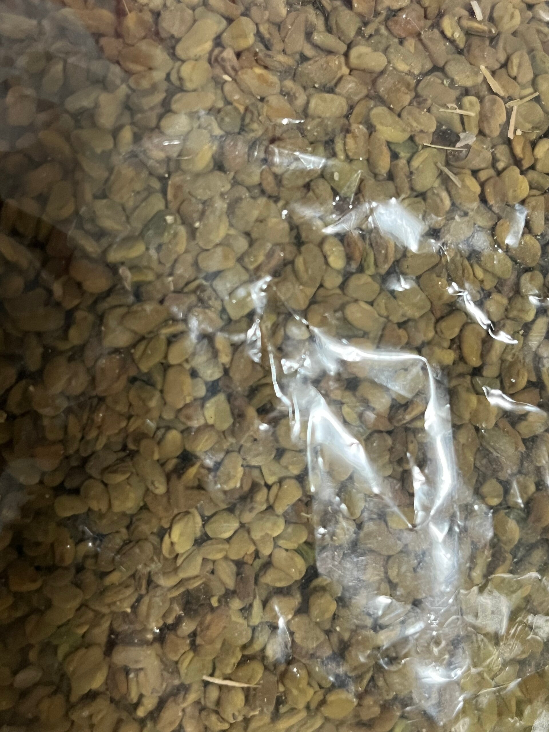 Fenegriek 100 gram – Puur Zaad uit Egypte