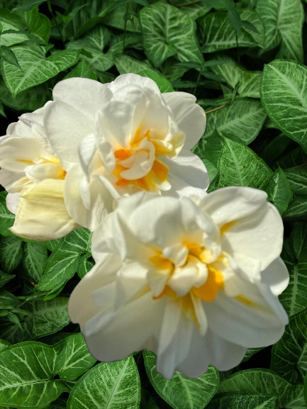 Bloemtjeoveral,een momenten van puur geluk,