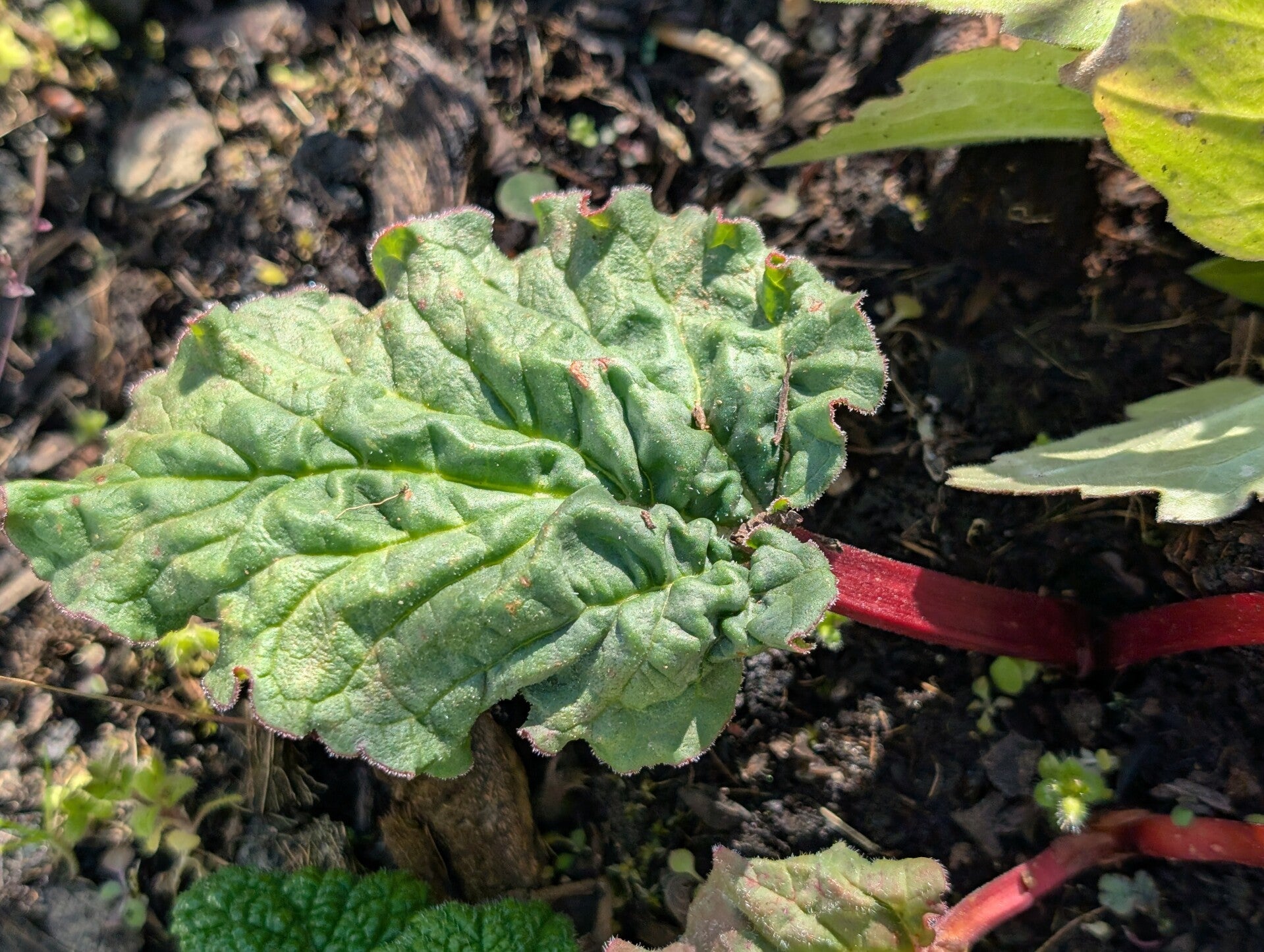 Rabarber plant -winterhard-vastplant