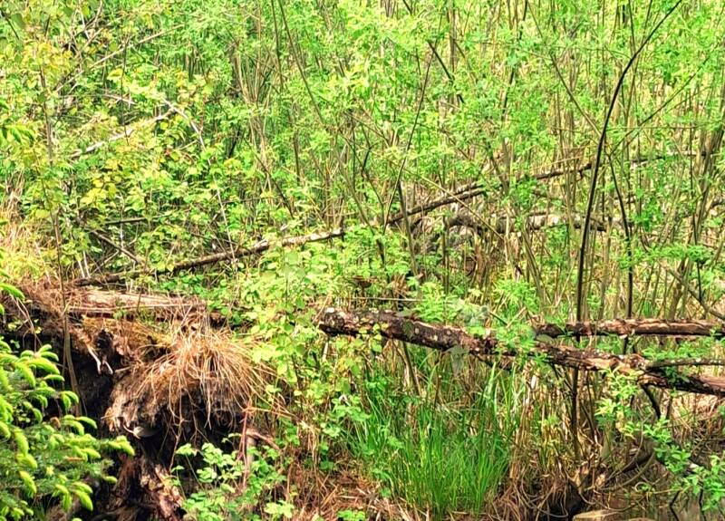 Ein Urwald in Finnland