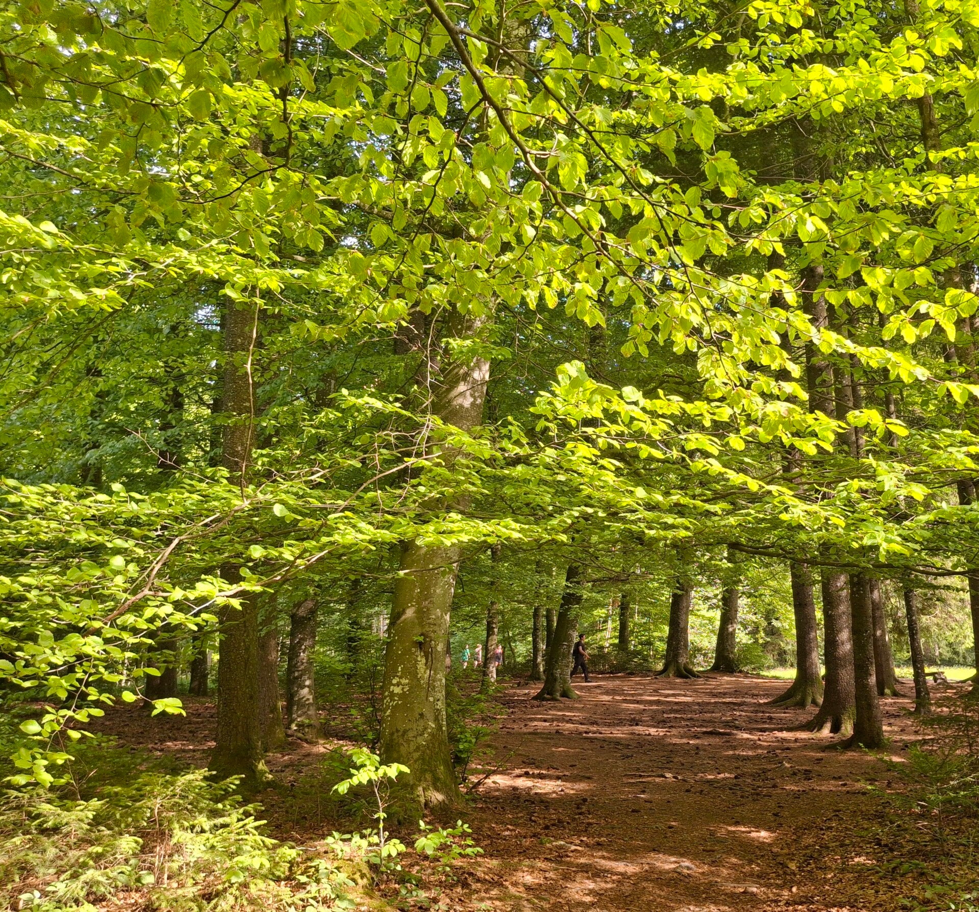 Ein  Wäldchen in Finnland im Herbst