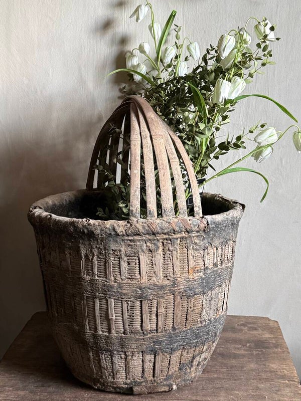 Plukmand, groot en prachtige sleetse kleur