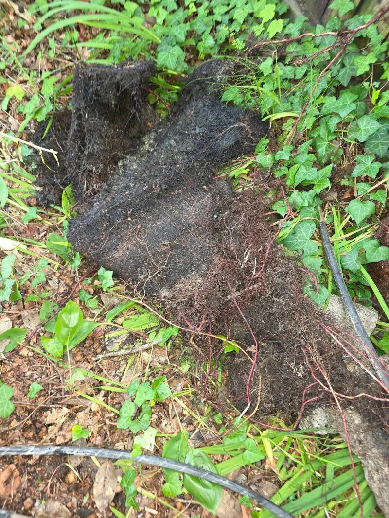 drain Root Removal Drain Scout