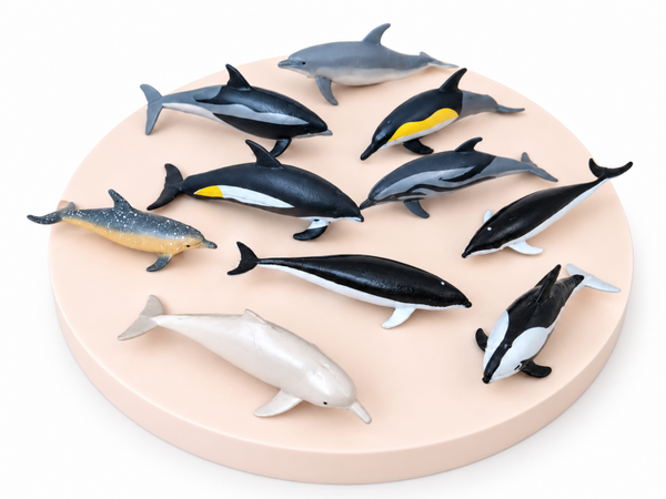 Zeedieren verzameling