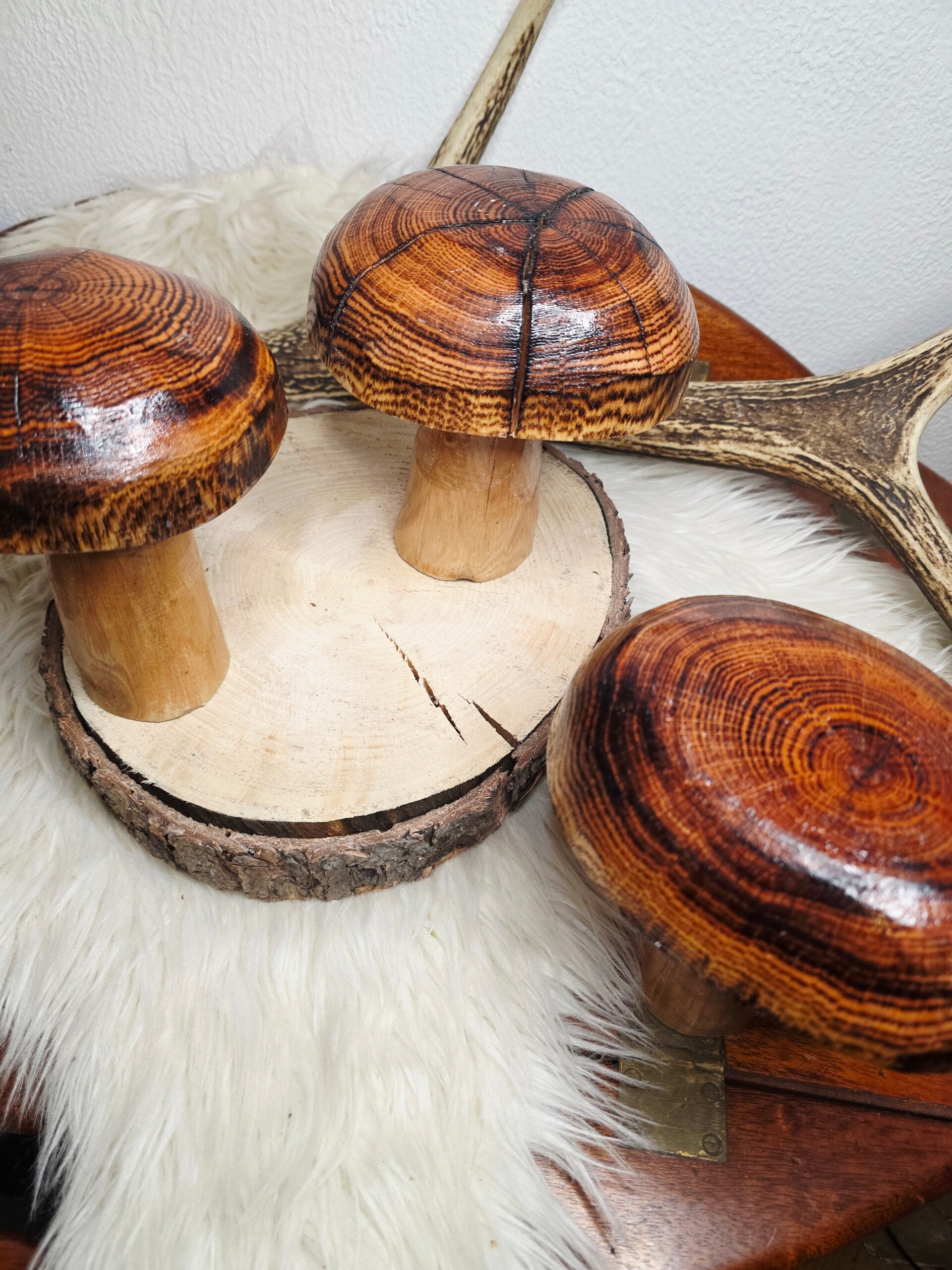 große Holzpilze "natur"