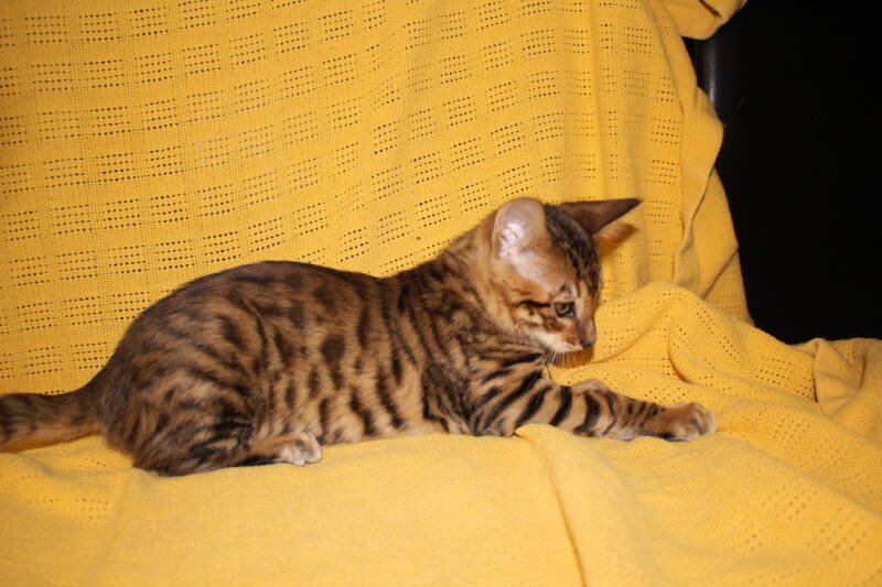 Toyger girl, wysswand puma, 2023