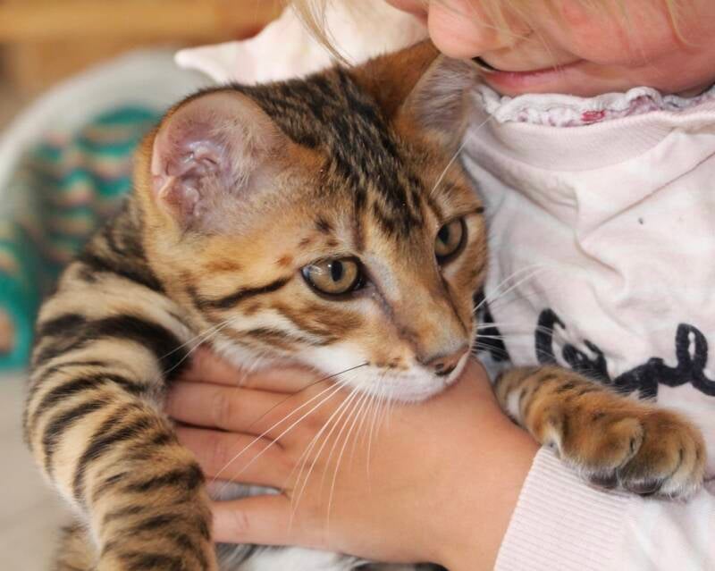 wysswand indian flower 2023