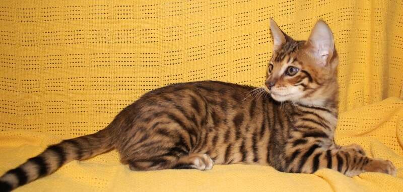 Toyger girl, wysswand puma, 2023