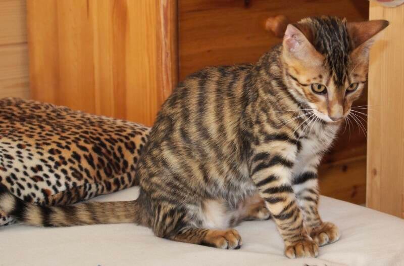 wysswand indian flower