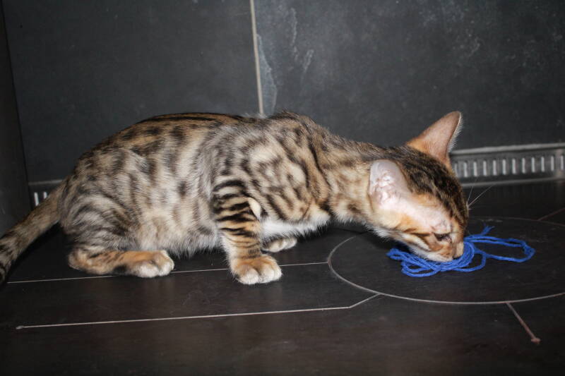 Toyger Bengal Kitten