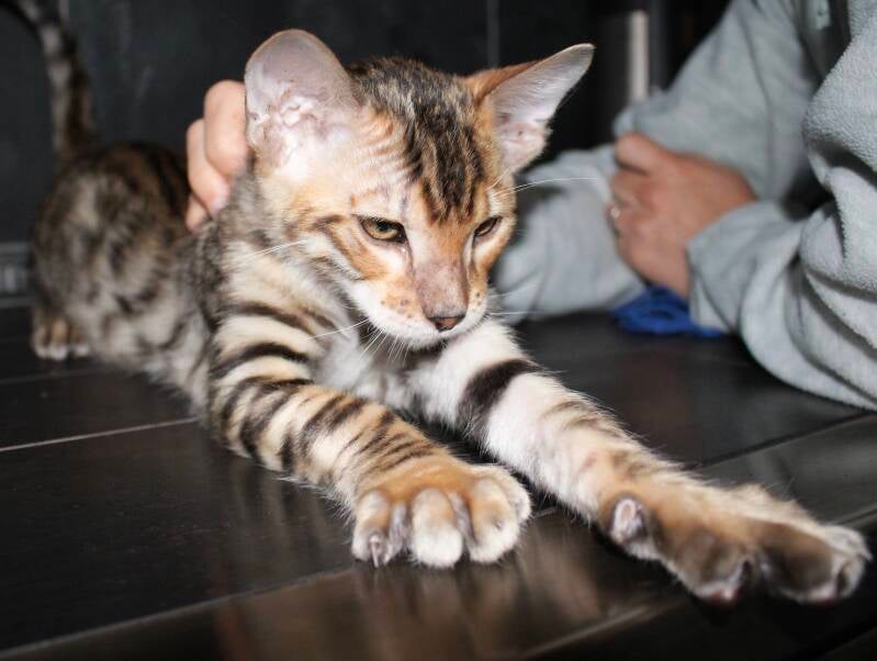 Toyger Bengal Kitten
