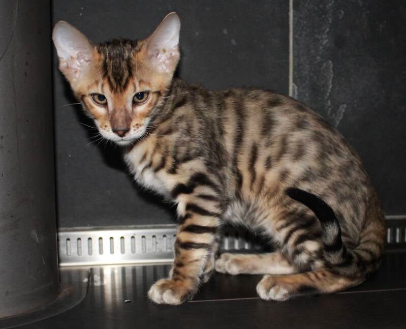 Toyger Bengal Kitten