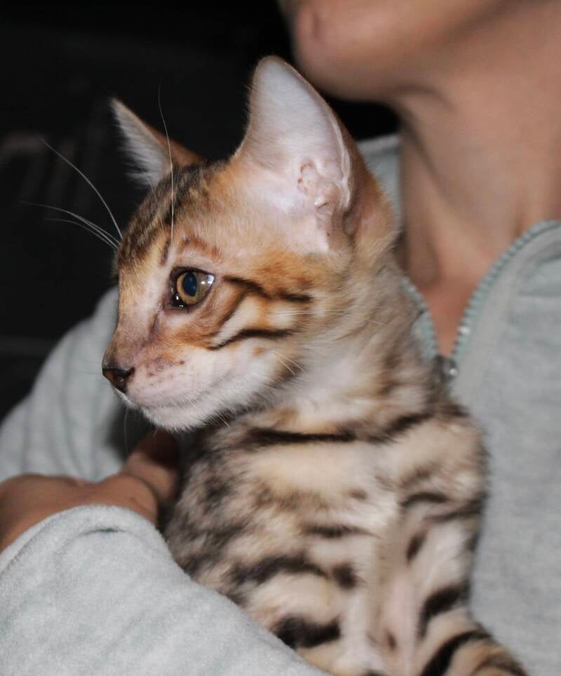 Toyger Bengal Kitten 