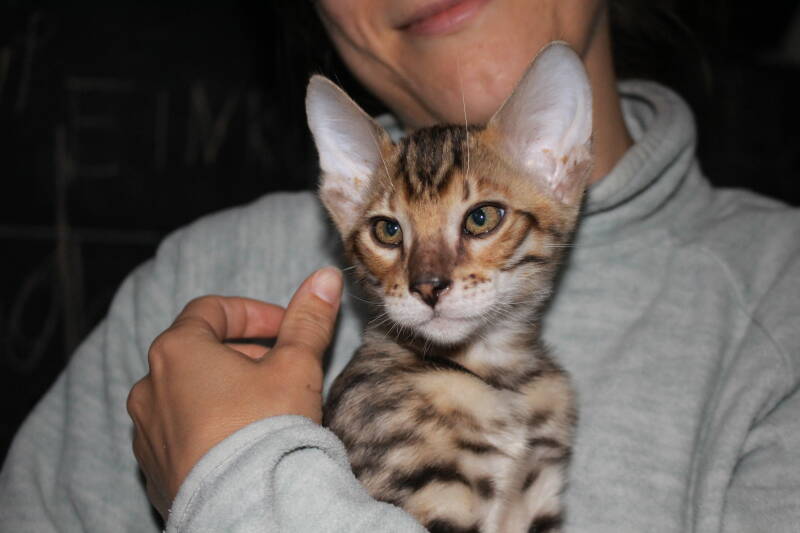 Toyger Bengal Kitten