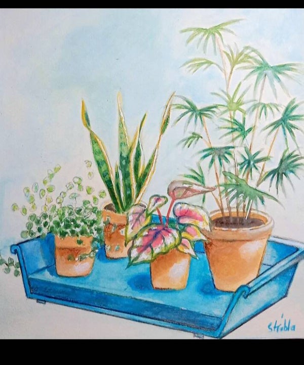 Bac à Plantes-Aquarelle