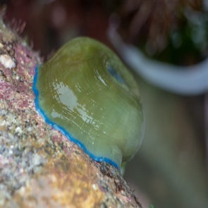 anemone-actinia-standard-rh7if4.jpg