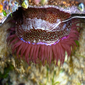 anemone-fraise-standard.jpg