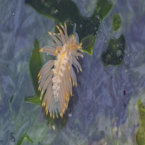 antiopella-fusca-2-standard.jpg
