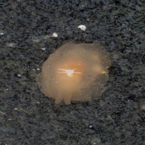 berthelle-toil-e-standard.jpg
