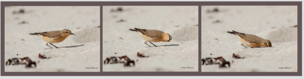 triptyque Traquet Motteux